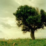 Archeology II: Levant Trench 2004 [PANO]