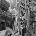 Archeology IV: Angkor Trees 2007 [PANO]