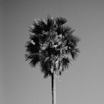 Archeology V: Angkor Trees 2010 [PANO]