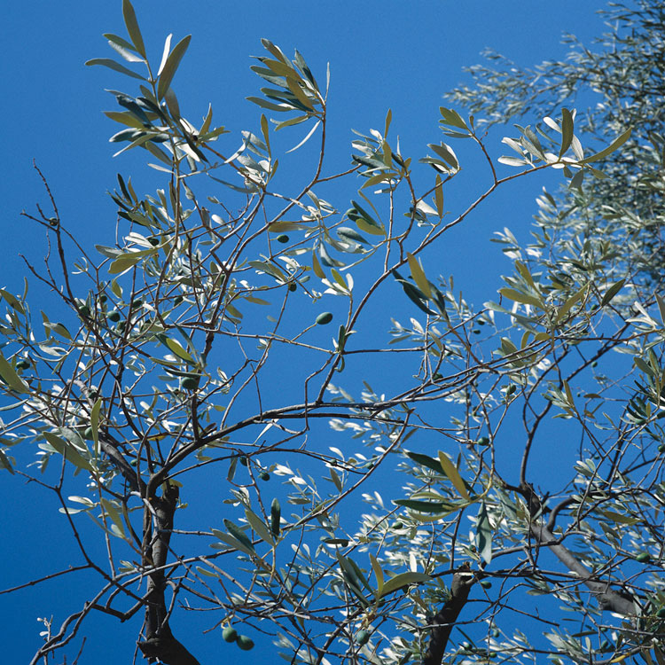 Blowing in the wind: Tree - 1