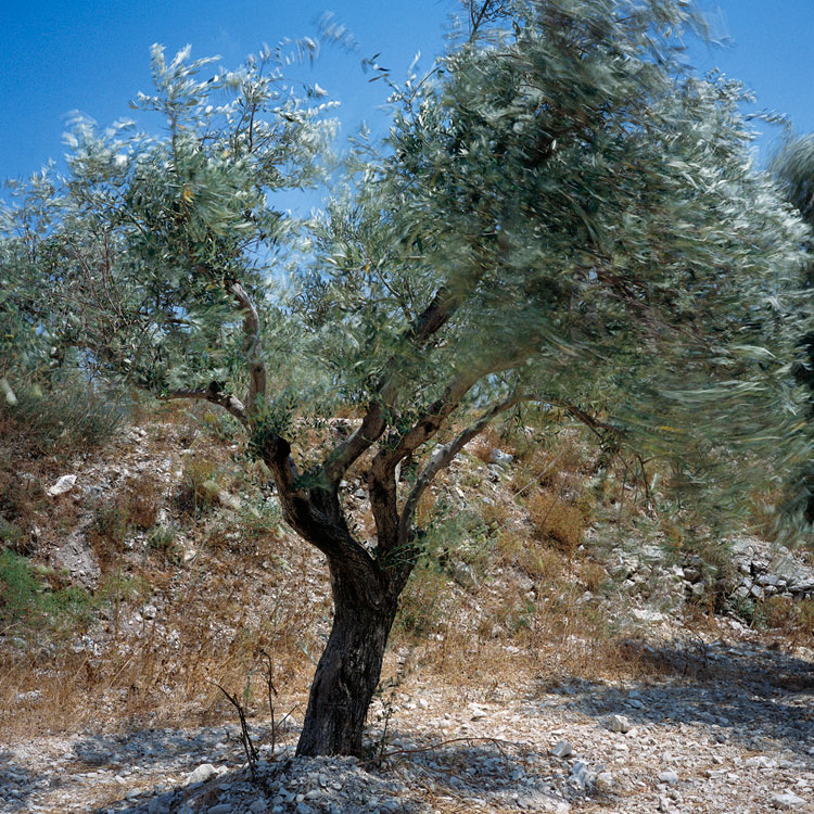 Blowing in the wind: Tree - 3