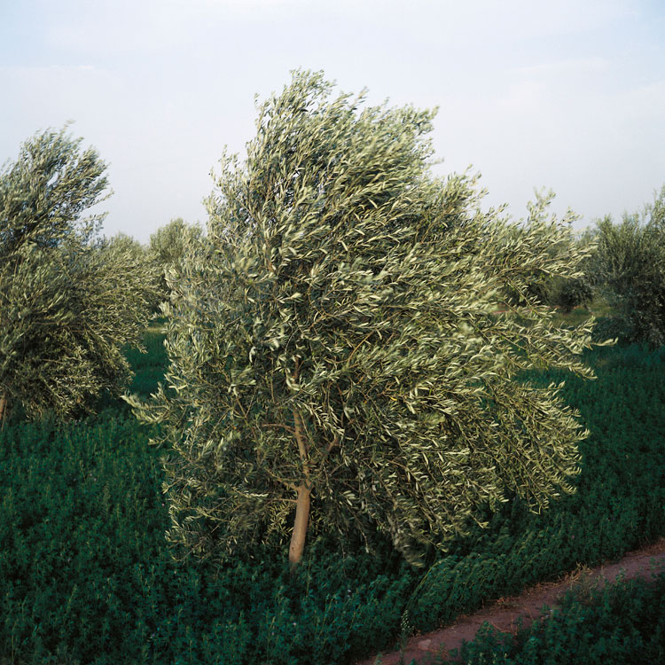 Blowing in the wind: Tree - 4