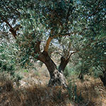 Blowing in the Wind II: Tree 2011