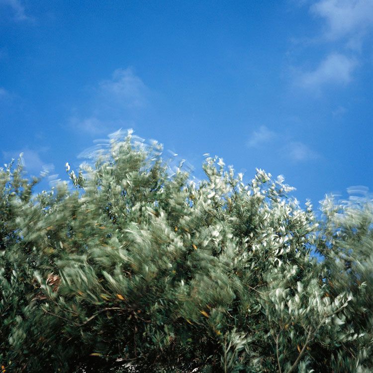 Blowing in the wind: Tree - 8