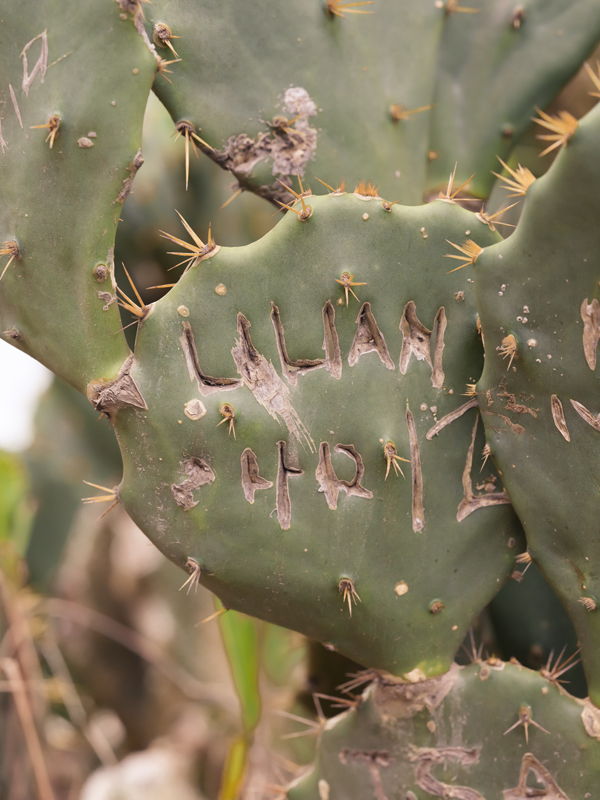 Cactus RIO01