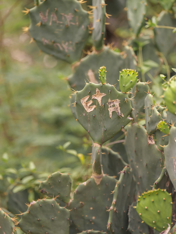Cactus RIO01