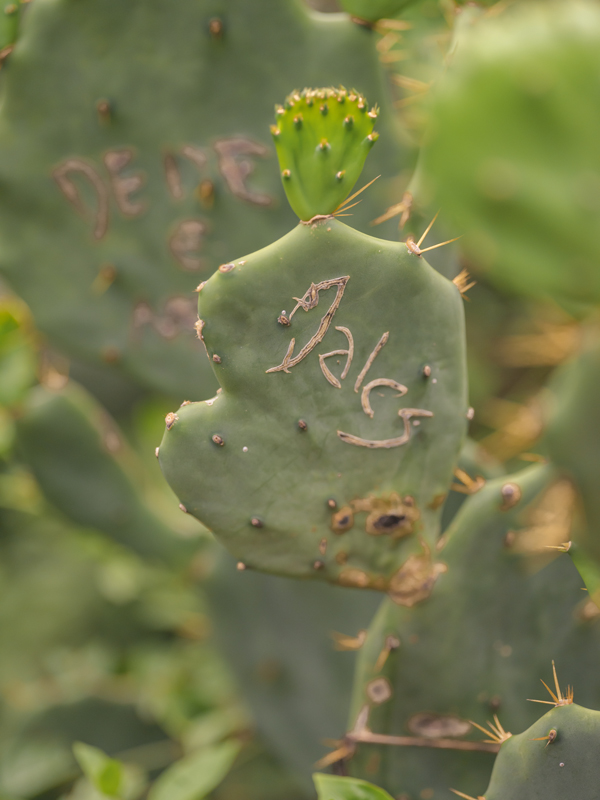 Cactus RIO01