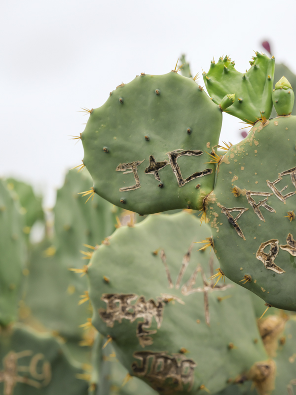 Cactus RIO01