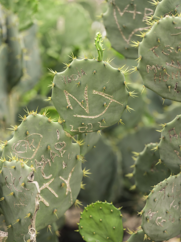 Cactus RIO01