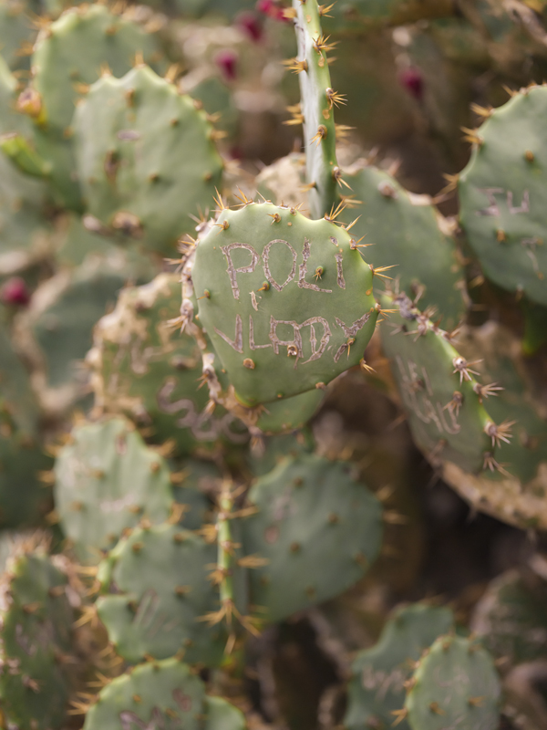 Cactus RIO01