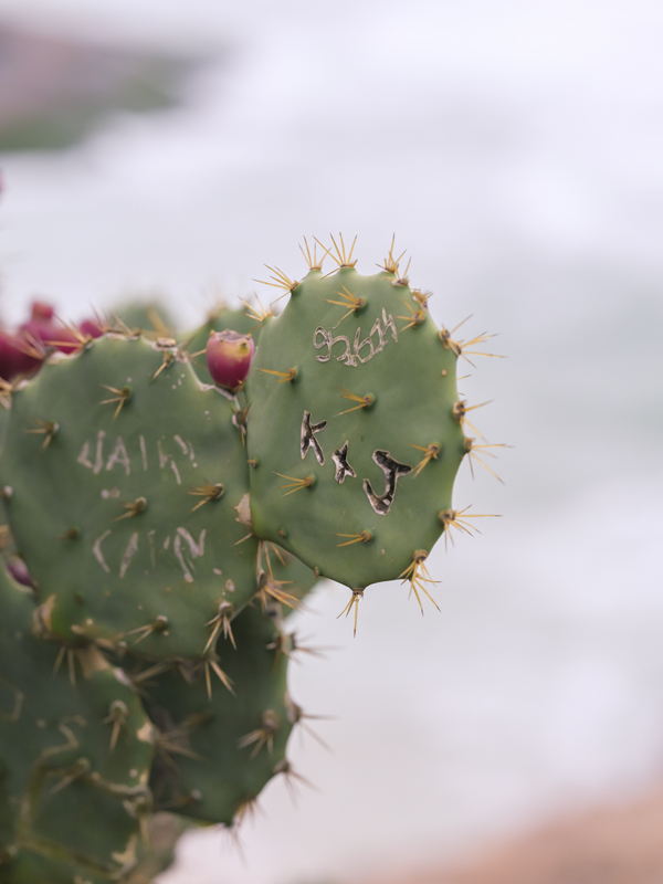 Cactus RIO
