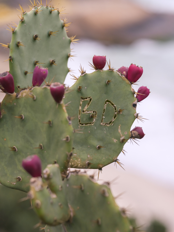 Cactus RIO01