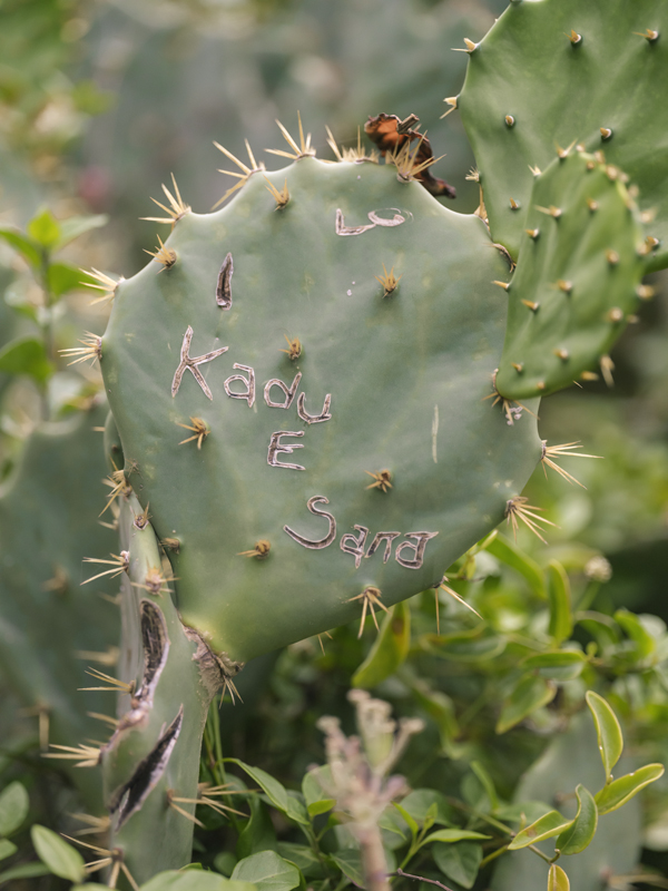 Cactus RIO
