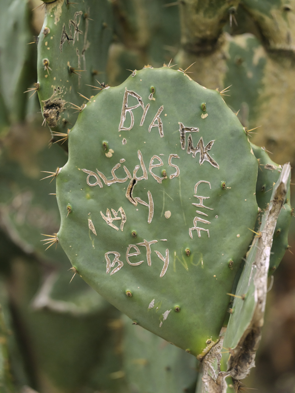 Cactus RIO01