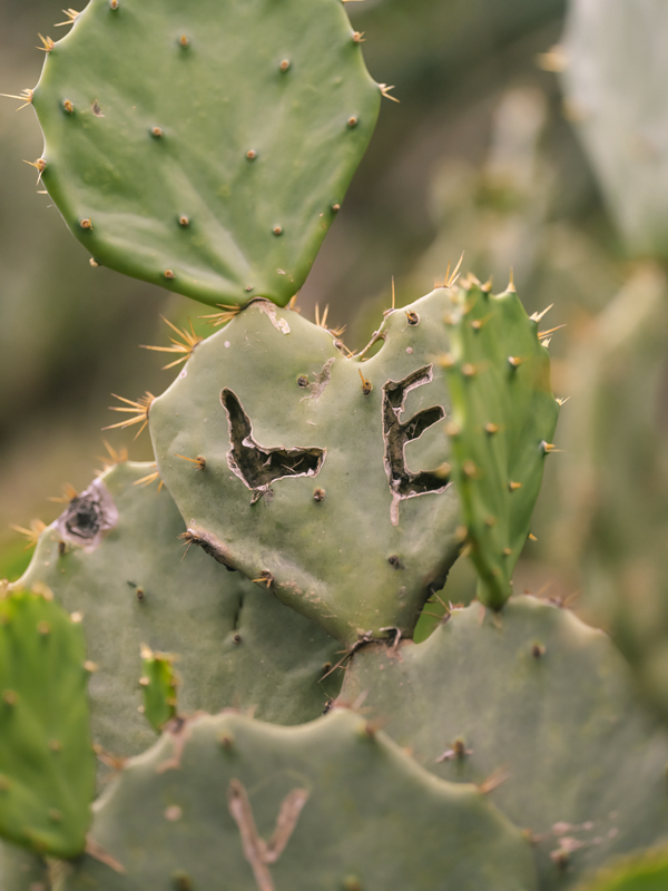 Cactus RIO01