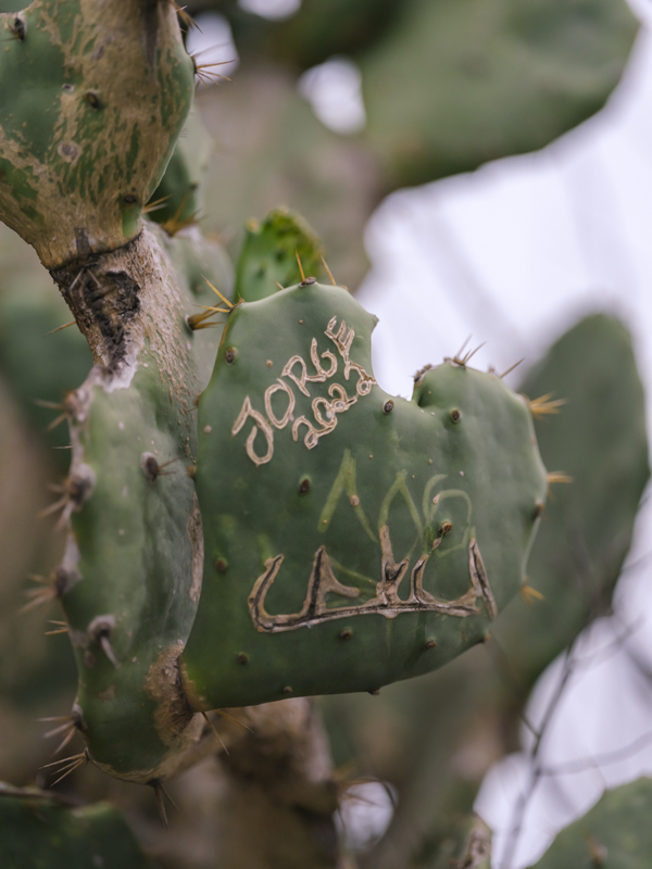 Cactus RIO