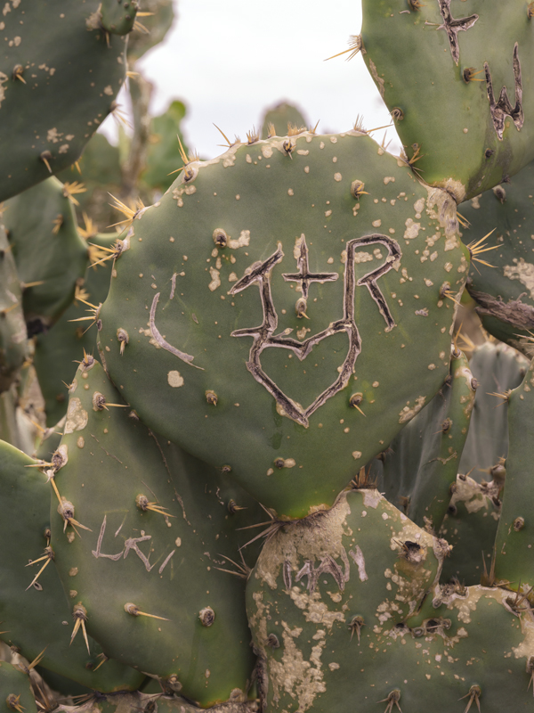 Cactus RIO01