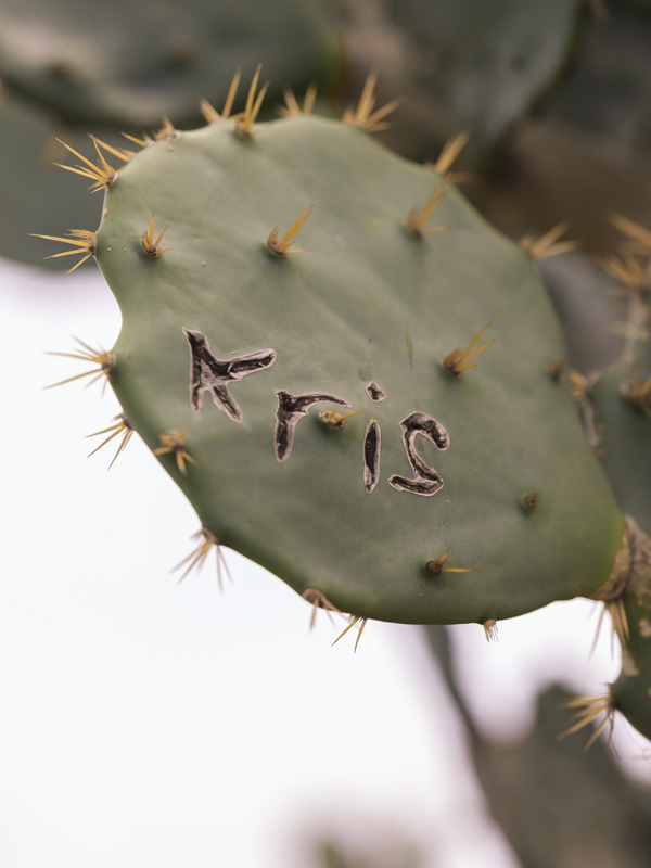 Cactus RIO