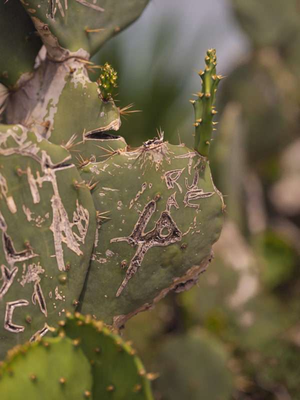 Cactus RIO01