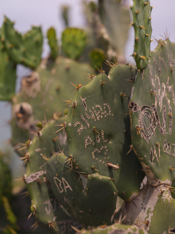 Cactus RIO01
