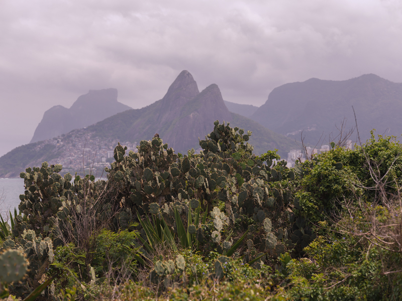 Cactus RIO Gral01