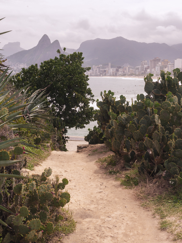 Cactus RIO Gral01