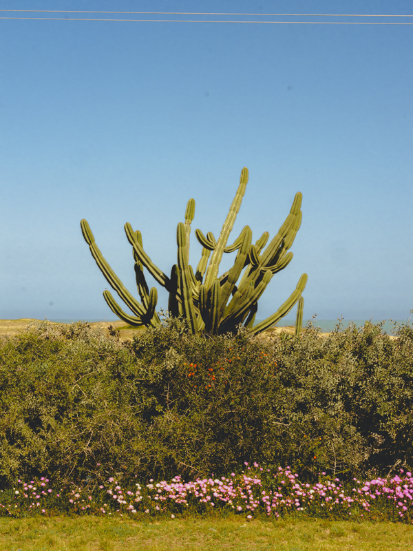 Cactus RIO01